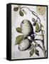 Branch of Buffalo Pear Tree, Showing Fruit and Leaves, 1849-Thomas Baines-Framed Stretched Canvas