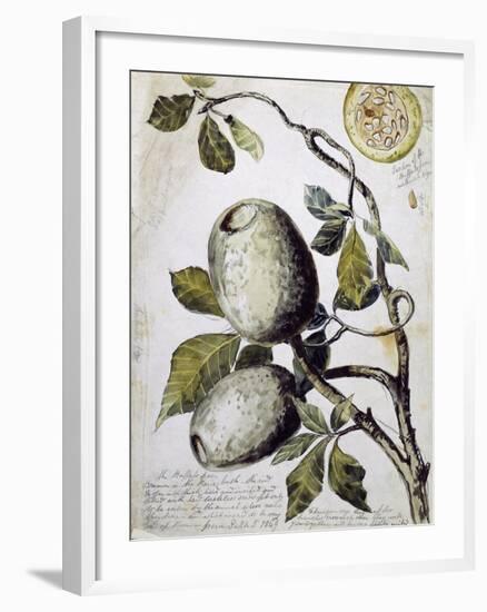 Branch of Buffalo Pear Tree, Showing Fruit and Leaves, 1849-Thomas Baines-Framed Giclee Print