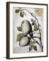 Branch of Buffalo Pear Tree, Showing Fruit and Leaves, 1849-Thomas Baines-Framed Giclee Print