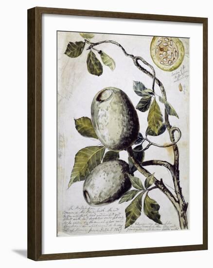 Branch of Buffalo Pear Tree, Showing Fruit and Leaves, 1849-Thomas Baines-Framed Giclee Print