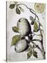 Branch of Buffalo Pear Tree, Showing Fruit and Leaves, 1849-Thomas Baines-Stretched Canvas