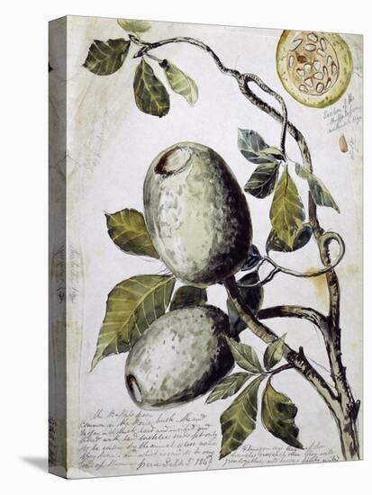 Branch of Buffalo Pear Tree, Showing Fruit and Leaves, 1849-Thomas Baines-Stretched Canvas