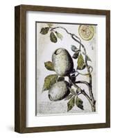 Branch of Buffalo Pear Tree, Showing Fruit and Leaves, 1849-Thomas Baines-Framed Giclee Print