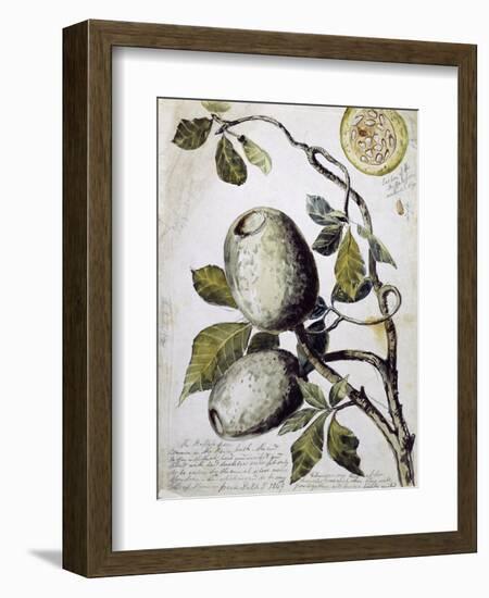 Branch of Buffalo Pear Tree, Showing Fruit and Leaves, 1849-Thomas Baines-Framed Giclee Print