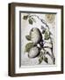 Branch of Buffalo Pear Tree, Showing Fruit and Leaves, 1849-Thomas Baines-Framed Giclee Print
