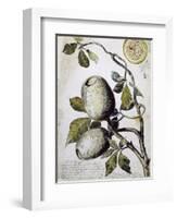 Branch of Buffalo Pear Tree, Showing Fruit and Leaves, 1849-Thomas Baines-Framed Giclee Print