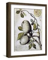 Branch of Buffalo Pear Tree, Showing Fruit and Leaves, 1849-Thomas Baines-Framed Giclee Print