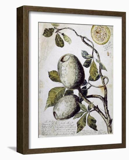 Branch of Buffalo Pear Tree, Showing Fruit and Leaves, 1849-Thomas Baines-Framed Giclee Print