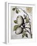 Branch of Buffalo Pear Tree, Showing Fruit and Leaves, 1849-Thomas Baines-Framed Giclee Print