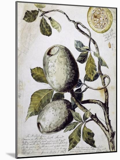 Branch of Buffalo Pear Tree, Showing Fruit and Leaves, 1849-Thomas Baines-Mounted Giclee Print