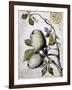 Branch of Buffalo Pear Tree, Showing Fruit and Leaves, 1849-Thomas Baines-Framed Giclee Print