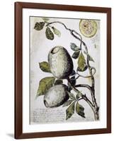 Branch of Buffalo Pear Tree, Showing Fruit and Leaves, 1849-Thomas Baines-Framed Giclee Print