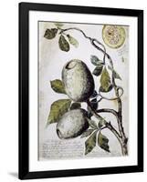 Branch of Buffalo Pear Tree, Showing Fruit and Leaves, 1849-Thomas Baines-Framed Giclee Print