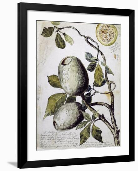 Branch of Buffalo Pear Tree, Showing Fruit and Leaves, 1849-Thomas Baines-Framed Giclee Print