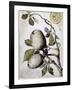 Branch of Buffalo Pear Tree, Showing Fruit and Leaves, 1849-Thomas Baines-Framed Giclee Print