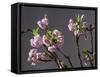 Branch of Cherry Blossoms in Front of Grey Background-C. Nidhoff-Lang-Framed Stretched Canvas