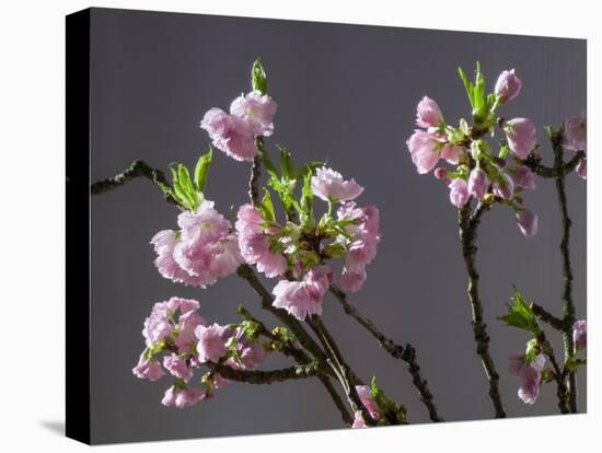 Branch of Cherry Blossoms in Front of Grey Background-C. Nidhoff-Lang-Stretched Canvas