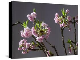 Branch of Cherry Blossoms in Front of Grey Background-C. Nidhoff-Lang-Stretched Canvas