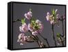 Branch of Cherry Blossoms in Front of Grey Background-C. Nidhoff-Lang-Framed Stretched Canvas