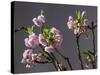 Branch of Cherry Blossoms in Front of Grey Background-C. Nidhoff-Lang-Stretched Canvas