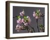 Branch of Cherry Blossoms in Front of Grey Background-C. Nidhoff-Lang-Framed Photographic Print