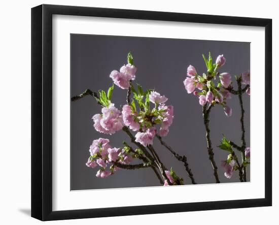 Branch of Cherry Blossoms in Front of Grey Background-C. Nidhoff-Lang-Framed Photographic Print