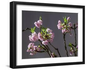 Branch of Cherry Blossoms in Front of Grey Background-C. Nidhoff-Lang-Framed Photographic Print