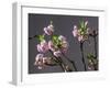 Branch of Cherry Blossoms in Front of Grey Background-C. Nidhoff-Lang-Framed Photographic Print