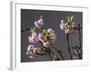 Branch of Cherry Blossoms in Front of Grey Background-C. Nidhoff-Lang-Framed Photographic Print