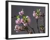 Branch of Cherry Blossoms in Front of Grey Background-C. Nidhoff-Lang-Framed Photographic Print