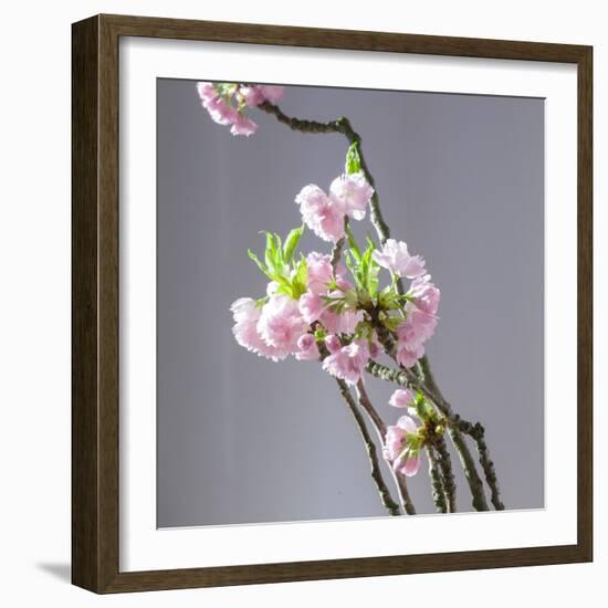 Branch of Cherry Blossoms in Front of Light Grey Background-C. Nidhoff-Lang-Framed Photographic Print