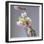 Branch of Cherry Blossoms in Front of Light Grey Background-C. Nidhoff-Lang-Framed Photographic Print