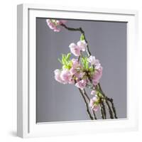 Branch of Cherry Blossoms in Front of Light Grey Background-C. Nidhoff-Lang-Framed Photographic Print