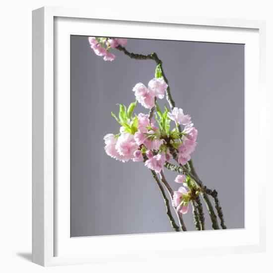 Branch of Cherry Blossoms in Front of Light Grey Background-C. Nidhoff-Lang-Framed Photographic Print