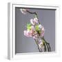 Branch of Cherry Blossoms in Front of Light Grey Background-C. Nidhoff-Lang-Framed Photographic Print