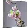 Branch of Cherry Blossoms in Front of Light Grey Background-C. Nidhoff-Lang-Mounted Photographic Print
