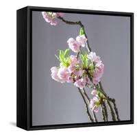 Branch of Cherry Blossoms in Front of Light Grey Background-C. Nidhoff-Lang-Framed Stretched Canvas