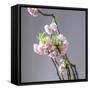 Branch of Cherry Blossoms in Front of Light Grey Background-C. Nidhoff-Lang-Framed Stretched Canvas