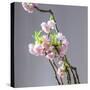 Branch of Cherry Blossoms in Front of Light Grey Background-C. Nidhoff-Lang-Stretched Canvas