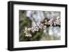 Branch of cherry blossoms, USA-Lisa Engelbrecht-Framed Photographic Print