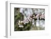 Branch of cherry blossoms, USA-Lisa Engelbrecht-Framed Photographic Print