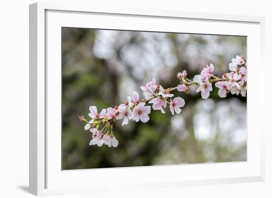 Branch of cherry blossoms, USA-Lisa Engelbrecht-Framed Photographic Print