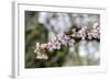 Branch of cherry blossoms, USA-Lisa Engelbrecht-Framed Photographic Print