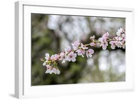 Branch of cherry blossoms, USA-Lisa Engelbrecht-Framed Photographic Print