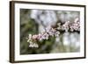 Branch of cherry blossoms, USA-Lisa Engelbrecht-Framed Photographic Print