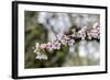 Branch of cherry blossoms, USA-Lisa Engelbrecht-Framed Photographic Print