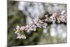 Branch of cherry blossoms, USA-Lisa Engelbrecht-Mounted Photographic Print
