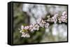 Branch of cherry blossoms, USA-Lisa Engelbrecht-Framed Stretched Canvas