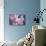 Branch of Cherry Blossoms-Brigitte Protzel-Photographic Print displayed on a wall