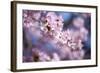 Branch of Cherry Blossoms-Brigitte Protzel-Framed Photographic Print